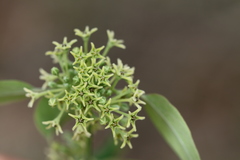 Leptadenia reticulata